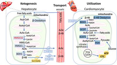 Underlying mechanisms of ketotherapy in heart failure: current evidence for clinical implementations